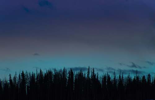 silhouette green trees forest