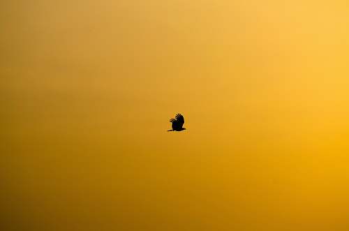 yellow silhouette of flying bird bird