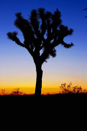 sunset silhouette. of tree in sunset tree