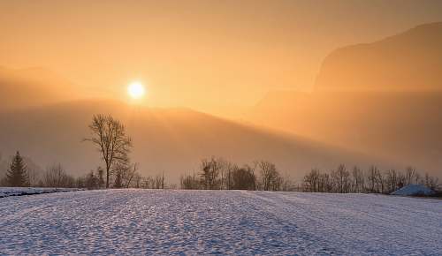 tree silhouette of trees during golden hour winter