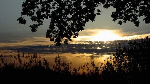 flare silhouette of tree and plant during daytime light