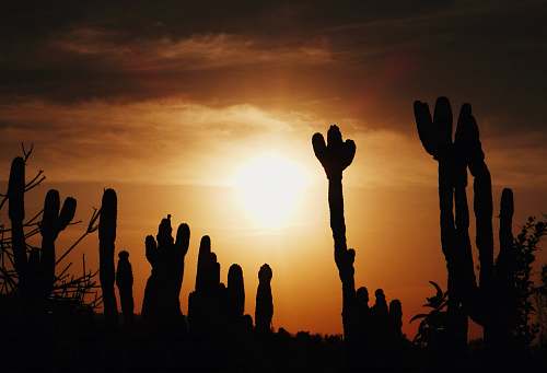 flare sun shining on cactus plants light