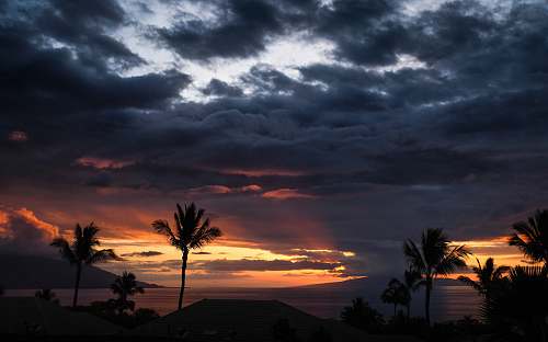 sky silhouette of trees under cloudy sky palm tree