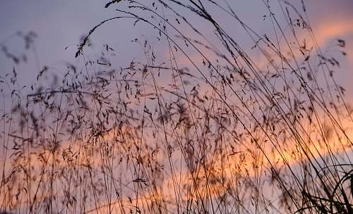 grass brown tree under gray sky during daytime plant