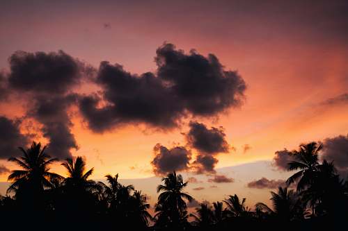 clouds landscape photography of silhouette of palm trees during sunset tree