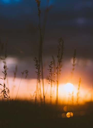 nature silhouette of grass under cloudy sky during orange sunset grass