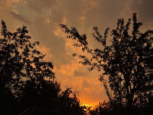 nature silhouette of sunset trees outdoors