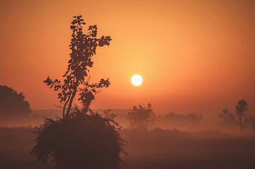 sunrise silhouette photo of plant during golden hour dawn