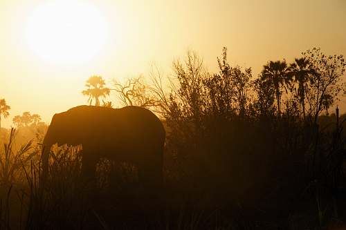 sunrise silhouette photography of elephant near grasses elephant