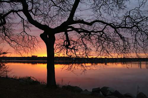 plant bare tree on island during golden hour tree trunk