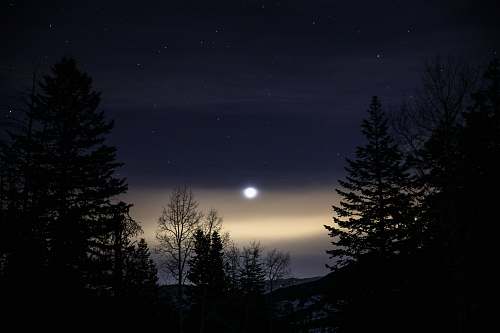 moon green leafed trees at nighttime night