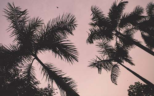 plant low-angle photo of silhouette of coconut palm trees arecaceae