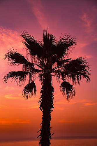 plant sago palm tree under pink sky at sunsetr palm tree