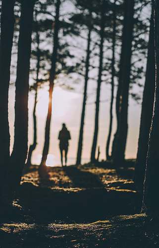 silhouette silhouette of person standing near body of water during daytime forest