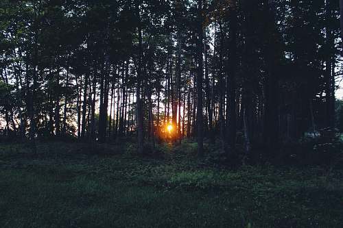 forest silhouette of sunlight passing through brown trees trees