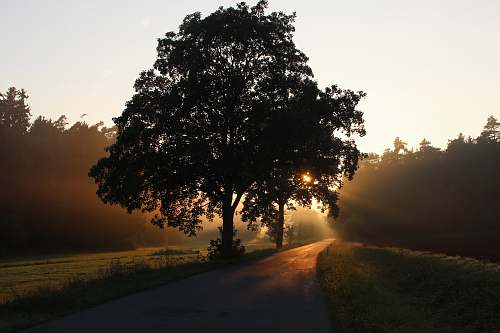 road silhouette of tree beside the tree nature
