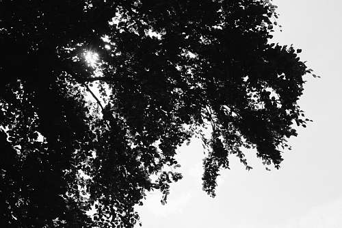 black-and-white silhouette photo of tree leaves sunlight