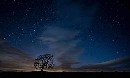 flora silhouette photo of trees during nighttime plant
