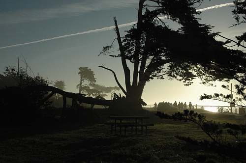 plant silhouette photography of table near tree tree trunk