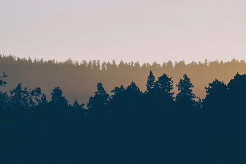 trees silhouette photography of trees forest