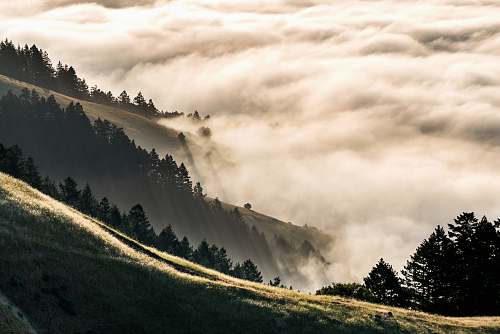 tree forest coated with fog sun