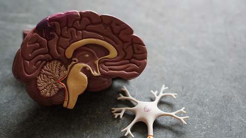 animal human brain toy kangaroo