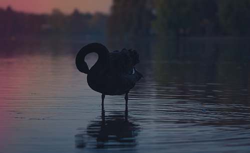 swan black duck on body of water bird