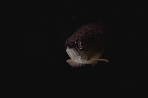 aquatic fish underwater fish