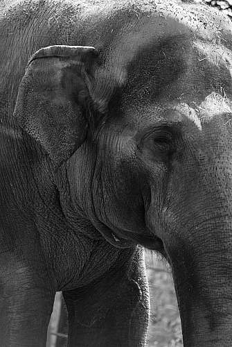 black-and-white closeup photo of elephant mammal