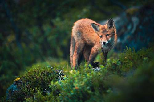 animal fox on grass field fox