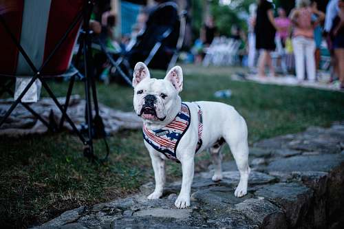 animal French bulldog on gray concrete bulldog