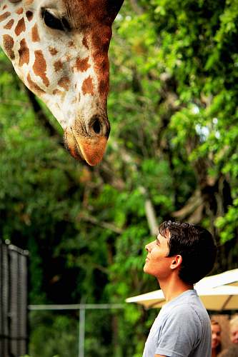 wildlife man looking at giraffe animal