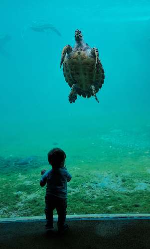 people black and yellow turtle swimming in tank turtle