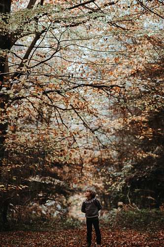 people boy standing under autumn leaves tree person