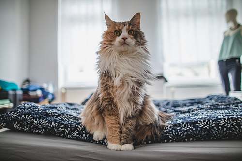 people long-fur white and black cat on white and black floral textile person