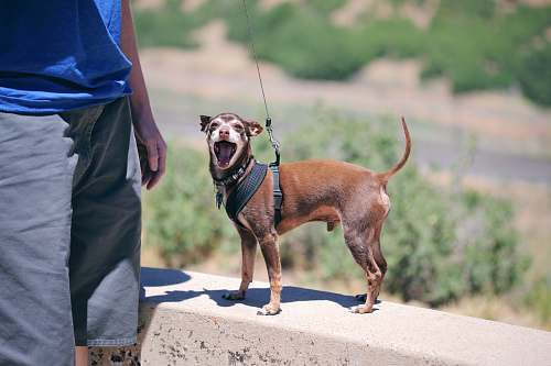 people man standing holding dog leash person