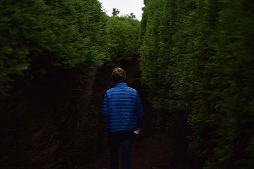 person man walking near tall trees back