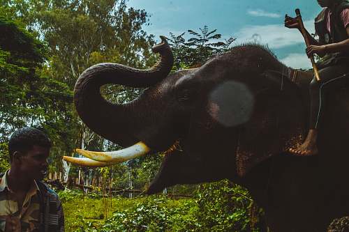 people man wearing sport beside beside person riding elephant person