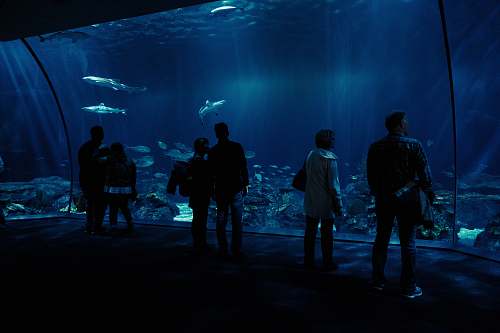 water silhouette photo of group of people watching fishes on underwater aquarium aquarium