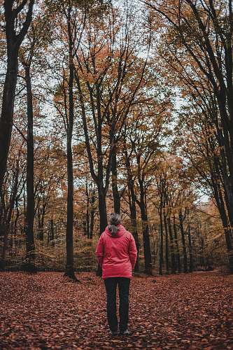 people woman standing between bare trees person