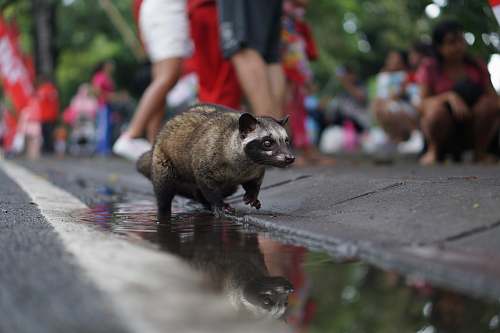 person brown racoon on floor during daytime human