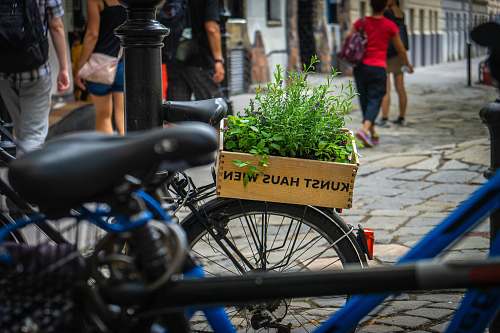 human green leafed plants on commuter bicycle bicycle
