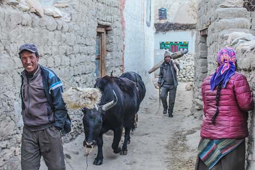 human man holding leash of black cow person