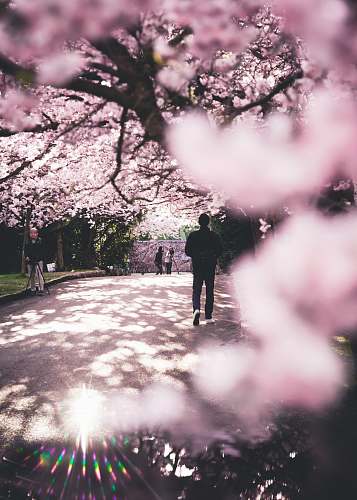 flower man walking on road surrounded by cherry trees blossom