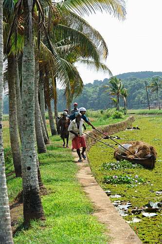 person men walking near coconut trees human