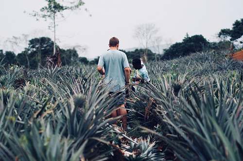 human people standing on pineapple farm plant