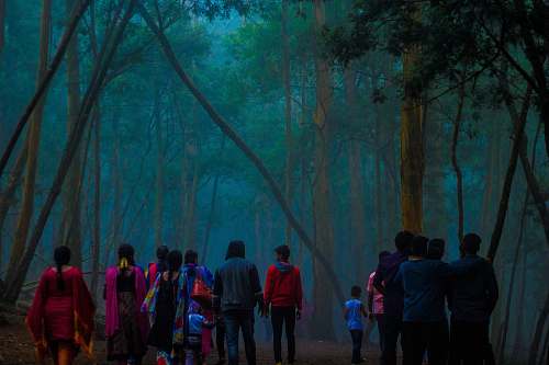 human people walking in forest person