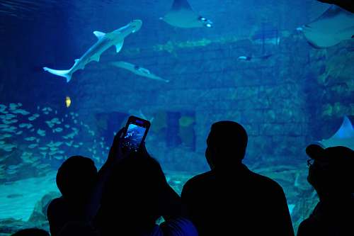 aquarium people watching sharks water