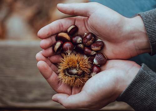 human person holding brown and red beans person