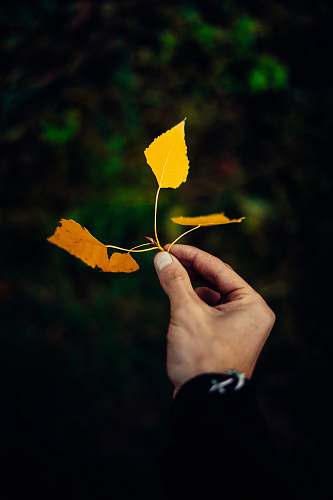 human person holding dried leaf person